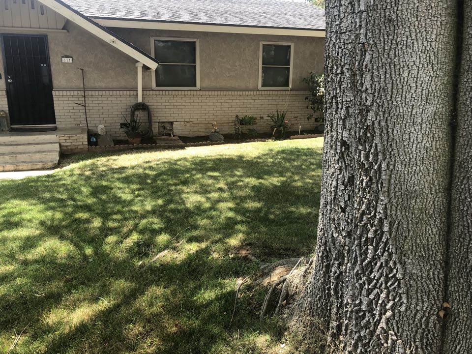 Large tree roots causing damage to stem wall from 30’ away.