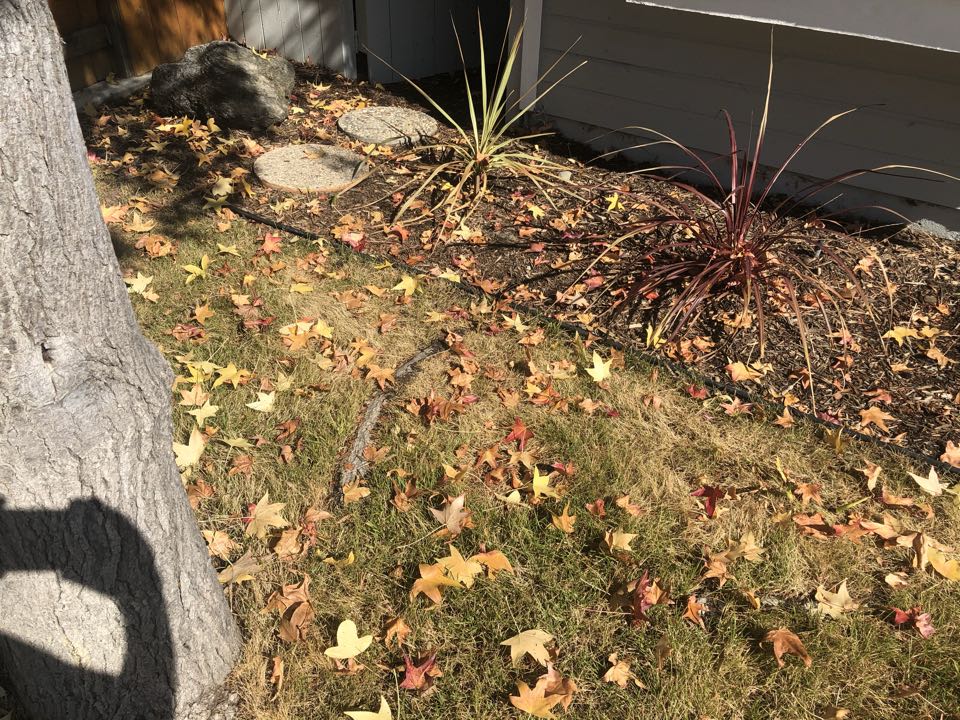 Tree roots heading right towards the foundation of this residence.  Homeowners should always consult someone in regards to how a root system of a particular tree could eventually effect their foundation.