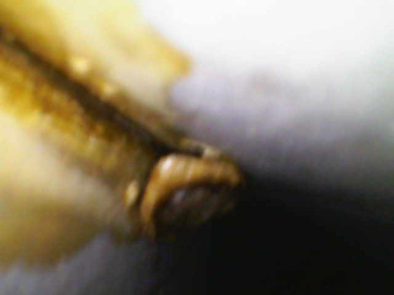 Performed comprehensive diagnostic inspection of heating system and identified severely corroded heat exchanger with visible rust damage along seams. Documented condition with detailed photos of affected components, and presented customer with both repair options for the compromised heat exchanger and complete system replacement alternatives. Provided complimentary second opinion service to verify diagnosis and ensure customer confidence in recommended solutions.