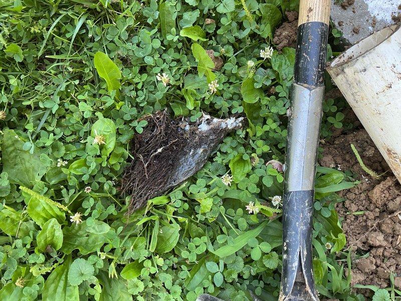 Performed camera inspection of exterior sewer cleanout located in yard area with overgrown vegetation. Excavated and accessed cleanout assembly, which consisted of a blue PVC T-fitting configuration with vertical access point and cap. Documented condition of cleanout system and surrounding area for maintenance records.