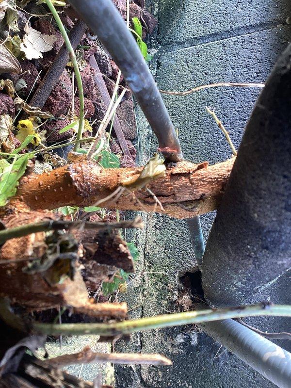 Responded to cooling system failure caused by a damaged refrigerant line. Upon inspection, located a severely corroded copper line section near the outdoor unit foundation that had been nicked, resulting in complete refrigerant loss. Repaired the compromised line section, pressure tested the system for leaks, evacuated moisture from the lines, and recharged the system with the appropriate refrigerant type and quantity to manufacturer specifications. Verified proper system operation and cooling performance upon completion.