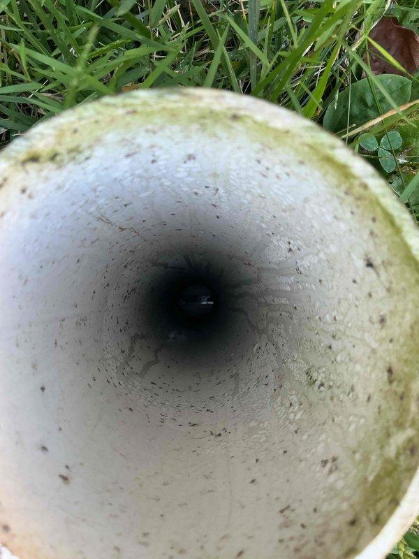 Completed monthly plumbing inspection for membership service. Inspected toilet tank components and identified moderate mineral deposits and rust staining along interior tank walls with discolored water present; fill valve, flush valve assembly, and flapper mechanism all operational. Inspected exterior drainage system and documented concrete drain pipe with algae growth on exterior rim and weathering consistent with outdoor exposure; pipe interior shows normal aging with no structural defects observed.