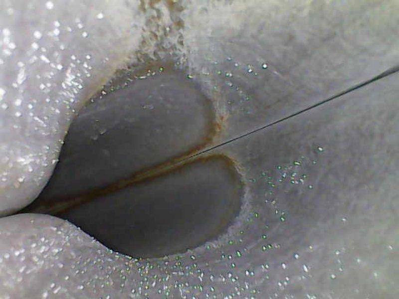Completed comprehensive tune-up and inspection for new homeowner. Identified significant condensation issues on ductwork and insulation, with visible moisture accumulation and rust-colored oxidation present at metal seams and joints. Documented concerns regarding insulation integrity with apparent opening/damage and excessive condensation throughout system components, indicating potential airflow or humidity control issues requiring attention. Answered homeowner questions regarding system operation and discussed preventative maintenance membership options.
