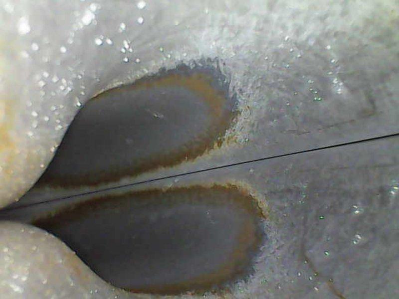 Completed comprehensive tune-up and inspection for new homeowner. Identified significant condensation issues on ductwork and insulation, with visible moisture accumulation and rust-colored oxidation present at metal seams and joints. Documented concerns regarding insulation integrity with apparent opening/damage and excessive condensation throughout system components, indicating potential airflow or humidity control issues requiring attention. Answered homeowner questions regarding system operation and discussed preventative maintenance membership options.