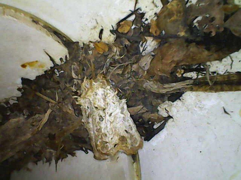 Completed annual cooling system maintenance visit and discovered a bird's nest constructed in the outdoor unit causing blockage and debris accumulation. Removed the nest and associated nesting materials from the unit, cleared surrounding debris and organic matter, and restored proper airflow to the condenser. Noted filter size as 20x25x4 for future reference and verified system operation following cleaning.