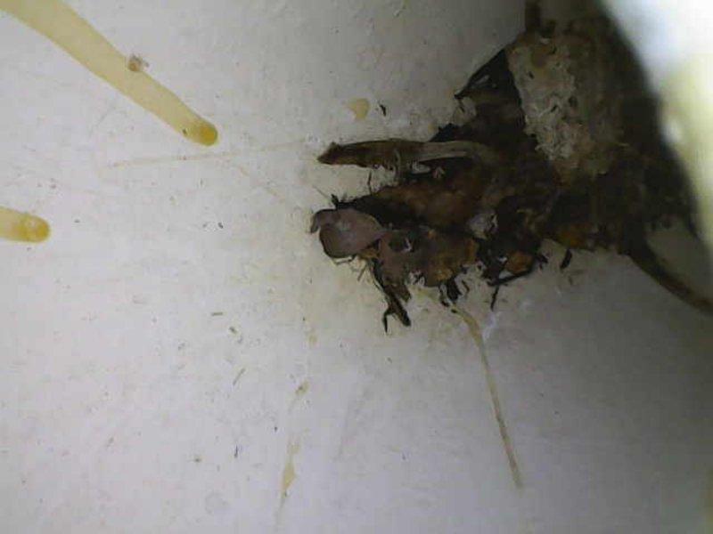 Completed annual cooling system maintenance visit and discovered a bird's nest constructed in the outdoor unit causing blockage and debris accumulation. Removed the nest and associated nesting materials from the unit, cleared surrounding debris and organic matter, and restored proper airflow to the condenser. Noted filter size as 20x25x4 for future reference and verified system operation following cleaning.