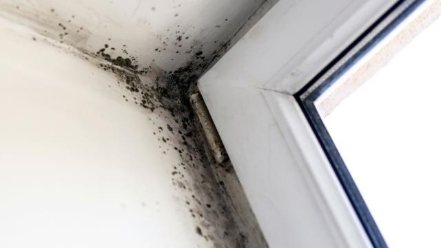 We help people get the compensation they deserve for their mold damage claims. We review, inspect, and negotiate until you’re treated fairly. We help people get the compensation they deserve for their mold damage claims. We review, inspect, and negotiate until you’re treated fairly.