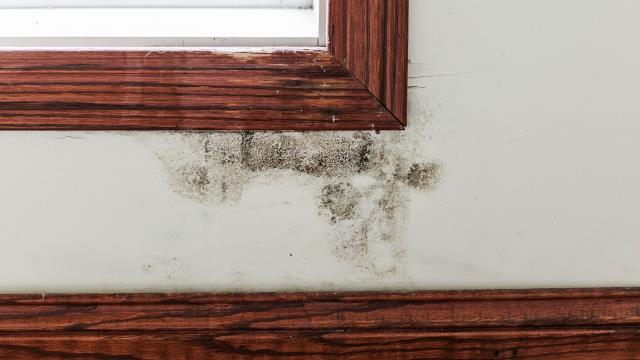 Mold growth is a frequent issue in Florida homes due to the state's consistently warm and humid climate, and it can cause serious health risks, particularly affecting the respiratory system. However, mold coverage in insurance policies is often limited or excluded, making it crucial to connect mold growth to a covered water damage event when filing a claim. That's where we come in. We work with homeowners to identify potential mold growth and guide them through the process of filing a claim with their insurance provider. Mold growth is a frequent issue in Florida homes due to the state's consistently warm and humid climate, and it can cause serious health risks, particularly affecting the respiratory system. However, mold coverage in insurance policies is often limited or excluded, making it crucial to connect mold growth to a covered water damage event when filing a claim. That's where we come in. We work with homeowners to identify potential mold growth and guide them through the process of filing a claim with their insurance provider.