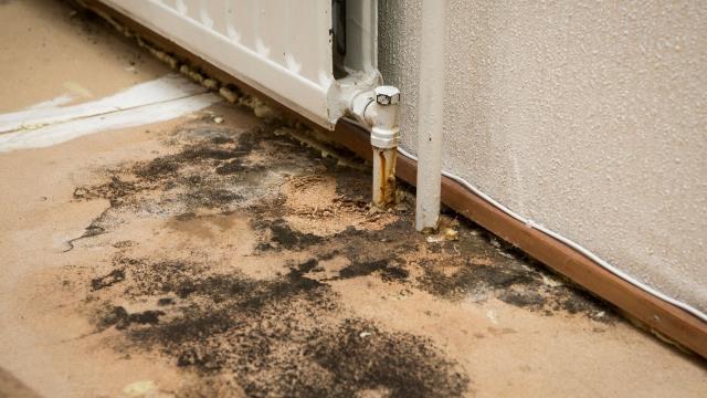 Mold damage, if left untreated, can escalate into significant health concerns and expensive repairs. Navigating the process of filing an insurance claim for mold damage can be complicated and time-consuming. Our Mold Damage Public Adjustment service is here to simplify the process and ensure that you get the compensation you deserve. Don't wait—contact us today for a thorough evaluation and let us handle the details, so you can focus on what's most important.