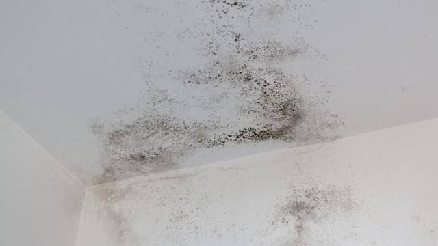 Our adjusters are highly skilled in navigating mold property damage insurance policies. We understand the complexities of mold-related claims, including the hidden damage and health risks that can easily be overlooked. With our expertise, we thoroughly review your policy, document every detail of the loss to ensure your insurance company provides the coverage you’re entitled to. Mold issues can escalate quickly, making it essential to act fast and secure the right settlement.
Don’t let mold damage threaten your property or your peace of mind—call today and let our experts handle your claim with precision and care. Our adjusters are highly skilled in navigating mold property damage insurance policies. We understand the complexities of mold-related claims, including the hidden damage and health risks that can easily be overlooked. With our expertise, we thoroughly review your policy, document every detail of the loss to ensure your insurance company provides the coverage you’re entitled to. Mold issues can escalate quickly, making it essential to act fast and secure the right settlement.
Don’t let mold damage threaten your property or your peace of mind—call today and let our experts handle your claim with precision and care.