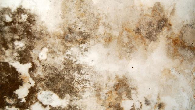 I am a highly skilled insurance services professional who specializes in handling mold damage insurance claims. I assess the extent of the damage, handle all claim paperwork, and work directly with insurance companies to ensure maximum compensation. I understand the complexities of mold damage and work tirelessly to get my clients the compensation they deserve. Don't face mold damage alone—contact me today for expert assistance and peace of mind! I am a highly skilled insurance services professional who specializes in handling mold damage insurance claims. I assess the extent of the damage, handle all claim paperwork, and work directly with insurance companies to ensure maximum compensation. I understand the complexities of mold damage and work tirelessly to get my clients the compensation they deserve. Don't face mold damage alone—contact me today for expert assistance and peace of mind!