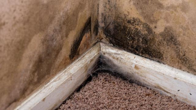 Mold damage can be tricky—insurance companies often try to limit or deny claims, especially when hidden damage or health risks are involved. That’s why having a public adjuster on your side makes all the difference. From structural repairs to replacement costs, we work exclusively for you—not the insurance company. Don’t let mold claims get undervalued or denied—call today and let our public adjusters secure the compensation you deserve.