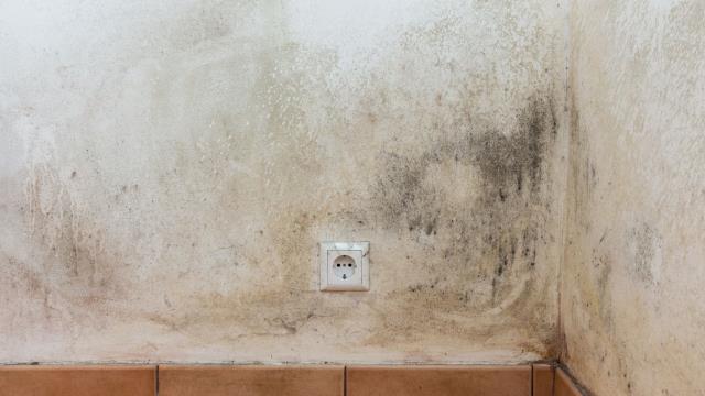 When mold strikes, the clock is ticking on your home and your health. The challenge isn't just remediation—it's successfully maneuvering the tricky, often-denied world of mold insurance claims. We remove the complexity and the risk. Our dedicated Mold Damage Public Adjustment service stands with you, not the insurance company. Contact us!