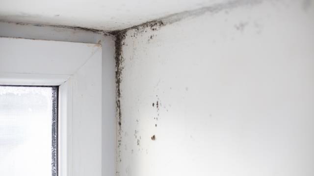 Mold spreads fast—and so can the costs. What starts as a small moisture issue can quickly turn into ruined walls, damaged flooring, and a major health concern. But mold claims are some of the most misunderstood and underpaid by insurance companies. We identify the full extent of the mold damage, document everything insurers tend to overlook, and fight to ensure your claim covers proper cleanup and restoration—not just a temporary fix. Don’t let mold take over your home—or your wallet. Call today and let our public adjusters secure the compensation you need to restore your property safely.