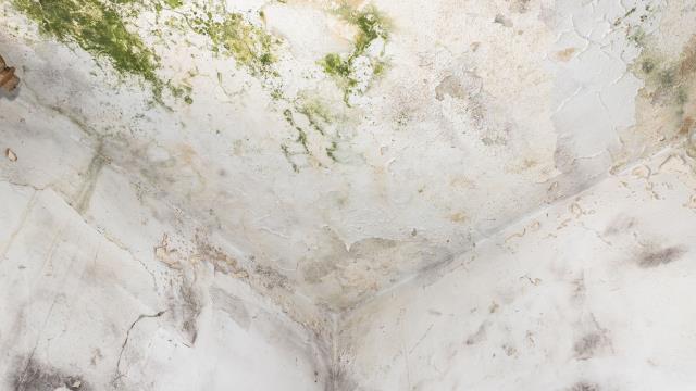 Mold claims are often denied or underpaid, and we make sure all damage is properly documented and supported. If mold damage is affecting your property, let us help you secure the coverage you’re entitled to. Call Us Today!