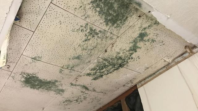 Mold damage often hides behind walls and ceilings—and insurance claims can be just as complicated. Otero Property Adjusting & Appraisals works on your side to properly assess the damage, prepare your claim, and negotiate with the insurance company for a fair payout.

Think you may have mold damage? Call today for a free inspection and claim consultation.