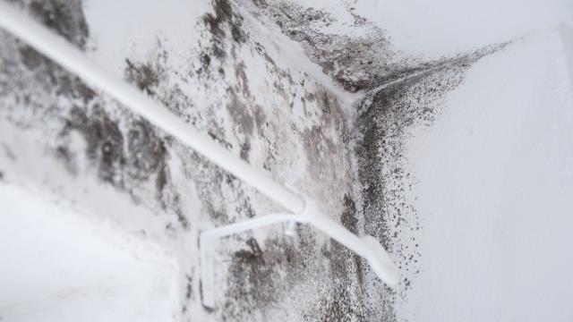 Mold damage can be tricky. We help identify and document it fully. We negotiate for maximum compensation, ensuring you don’t face unexpected costs. Contact us for a free consultation today.