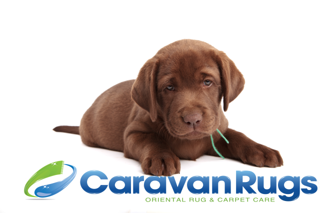 Raleigh, NC - carpet cleaning, rug cleaning, area rug cleaning, rug, steam cleaning, persian rug cleaning, oriental rug cleaning, karastan rug cleaning, raleigh rug cleaning, cary rug cleaning, chapel hill rug cleaning, durham rug cleaning, rug repair, rug restoration, rug pad, rug washing, caravan rugs, caravan rugs cleaning, water damage, mold, rug mold Raleigh, NC - carpet cleaning, rug cleaning, area rug cleaning, rug, steam cleaning, persian rug cleaning, oriental rug cleaning, karastan rug cleaning, raleigh rug cleaning, cary rug cleaning, chapel hill rug cleaning, durham rug cleaning, rug repair, rug restoration, rug pad, rug washing, caravan rugs, caravan rugs cleaning, water damage, mold, rug mold