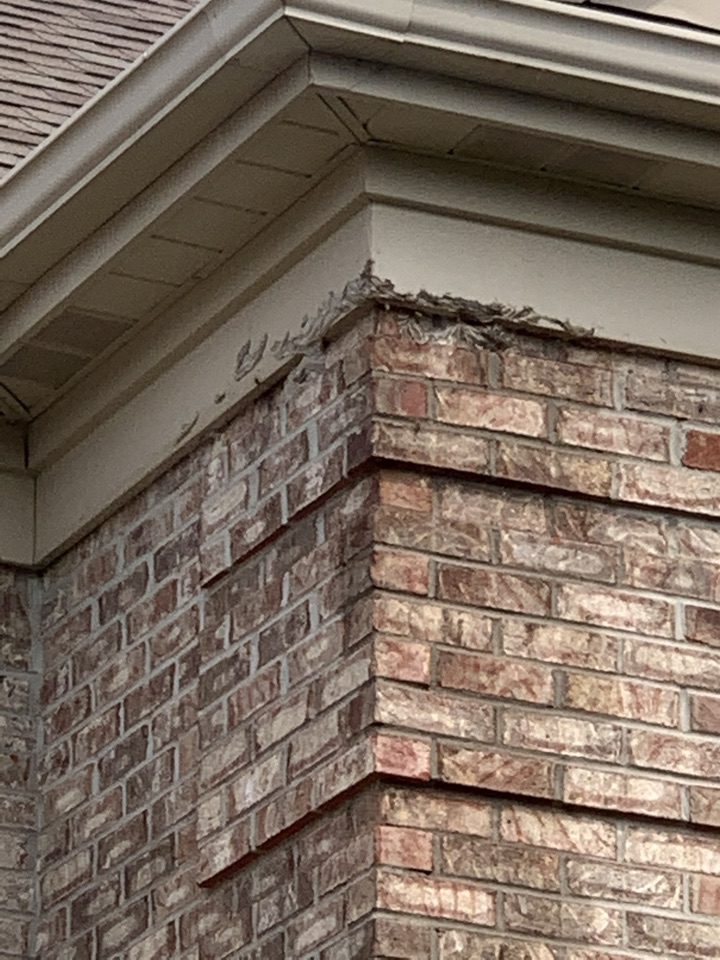 Grand Rapids, MI - Bees behind the brick that are getting into the house on the 2nd story. We had to get on a ladder and apply a dust to get rid of them. Grand Rapids, MI - Bees behind the brick that are getting into the house on the 2nd story. We had to get on a ladder and apply a dust to get rid of them.