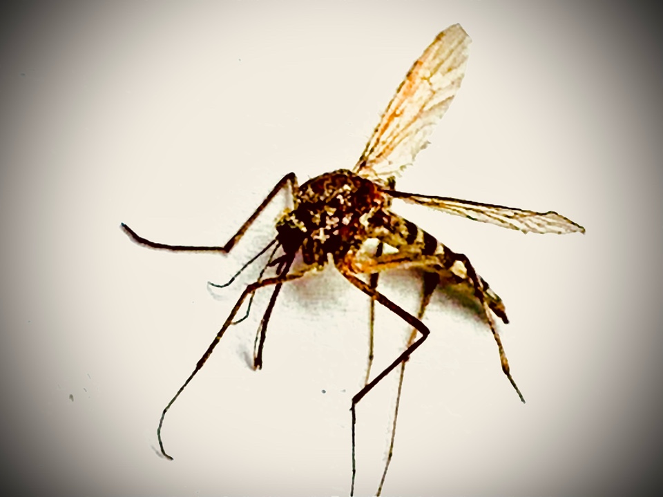 Rockford, MI - Call us if you don’t want your summer to be swarmed with buzzing mosquitoes. Rockford, MI - Call us if you don’t want your summer to be swarmed with buzzing mosquitoes.