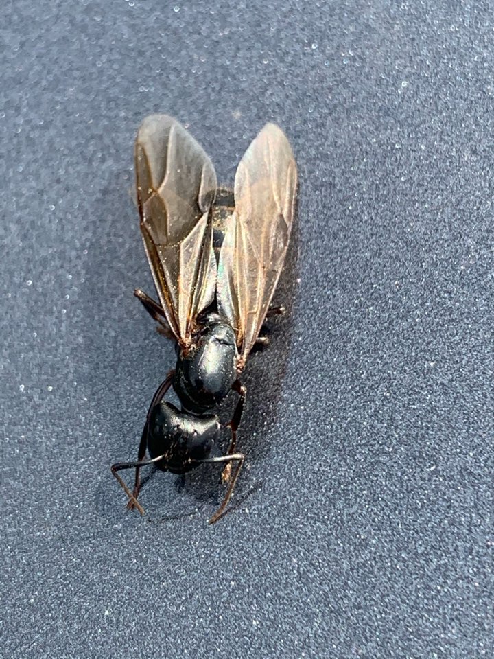 Grand Rapids, MI - Out treating carpenter ants Grand Rapids, MI - Out treating carpenter ants