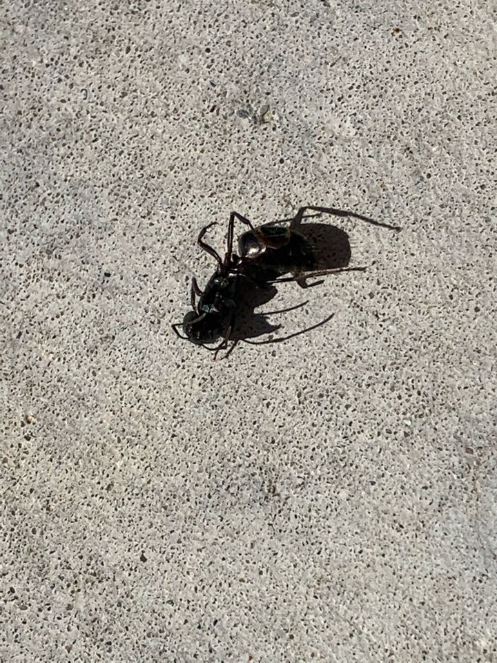 Grand Rapids, MI - Just treated this house for carpenter ants. Grand Rapids, MI - Just treated this house for carpenter ants.