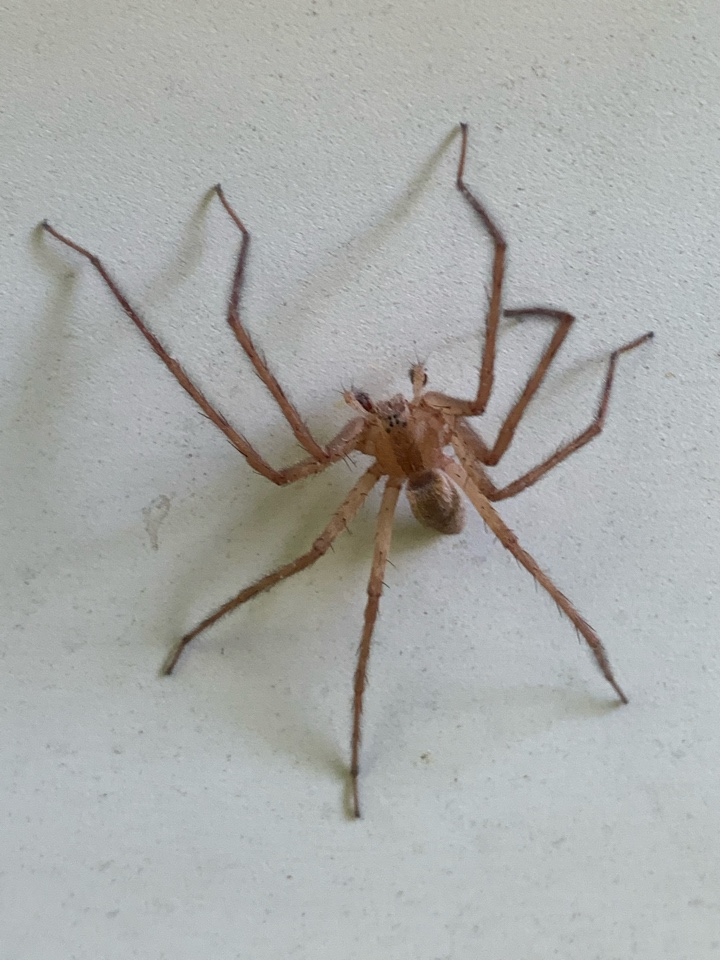 Cannon Township, MI - Spraying a customers house for carpenter ants and bees. I found this big spider on a house I was spraying. Cannon Township, MI - Spraying a customers house for carpenter ants and bees. I found this big spider on a house I was spraying.