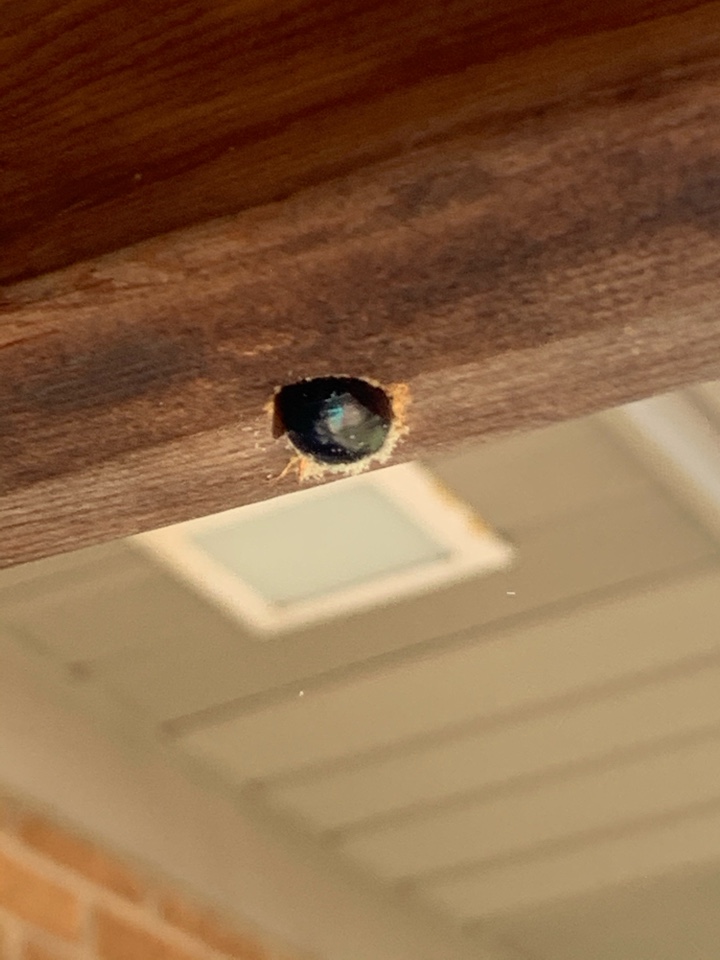 Grand Rapids, MI - Here’s a picture of carpenter bee boring a hole into this wood. Many pest control companies don’t solve the problem of carpenter bees but our exterminators get the job done right. Grand Rapids, MI - Here’s a picture of carpenter bee boring a hole into this wood. Many pest control companies don’t solve the problem of carpenter bees but our exterminators get the job done right.
