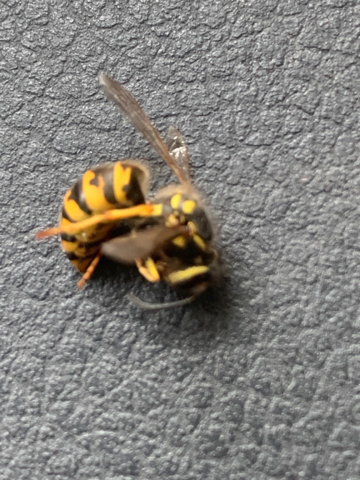 Ada, MI - Providing effective pest control services this morning. Ada, MI - Providing effective pest control services this morning.