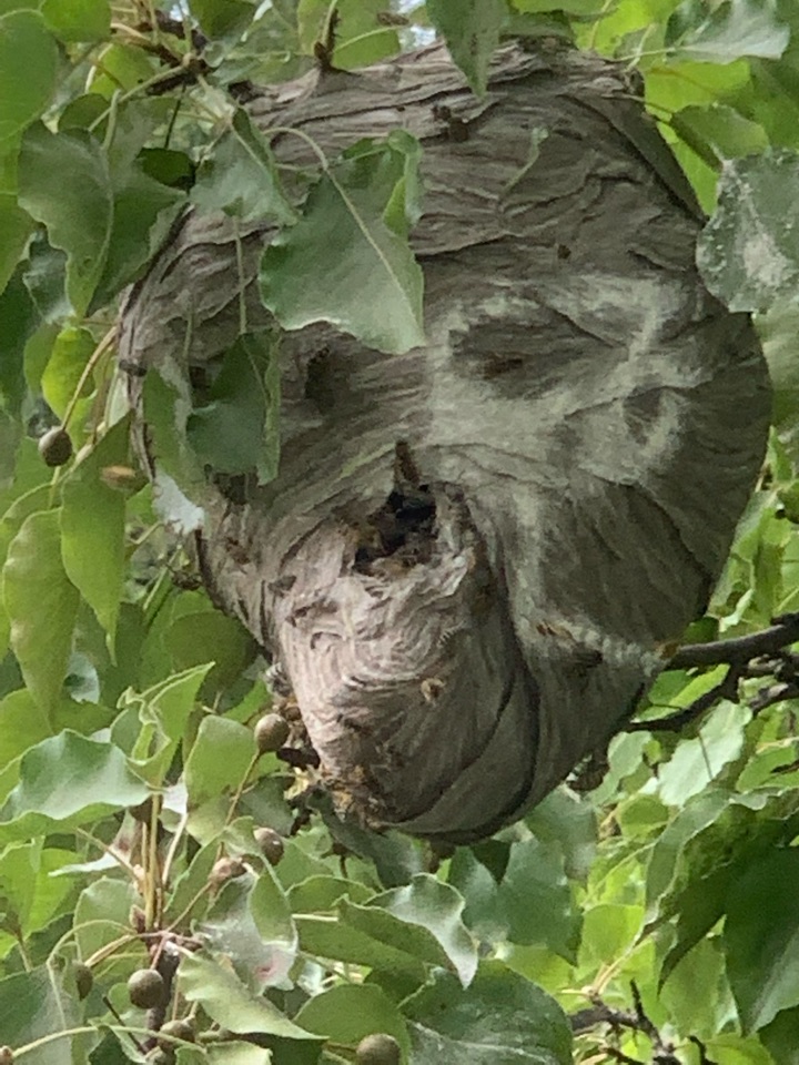 Grand Rapids, MI - Our exterminator services were needed today to take care of two big nests at a house. Grand Rapids, MI - Our exterminator services were needed today to take care of two big nests at a house.