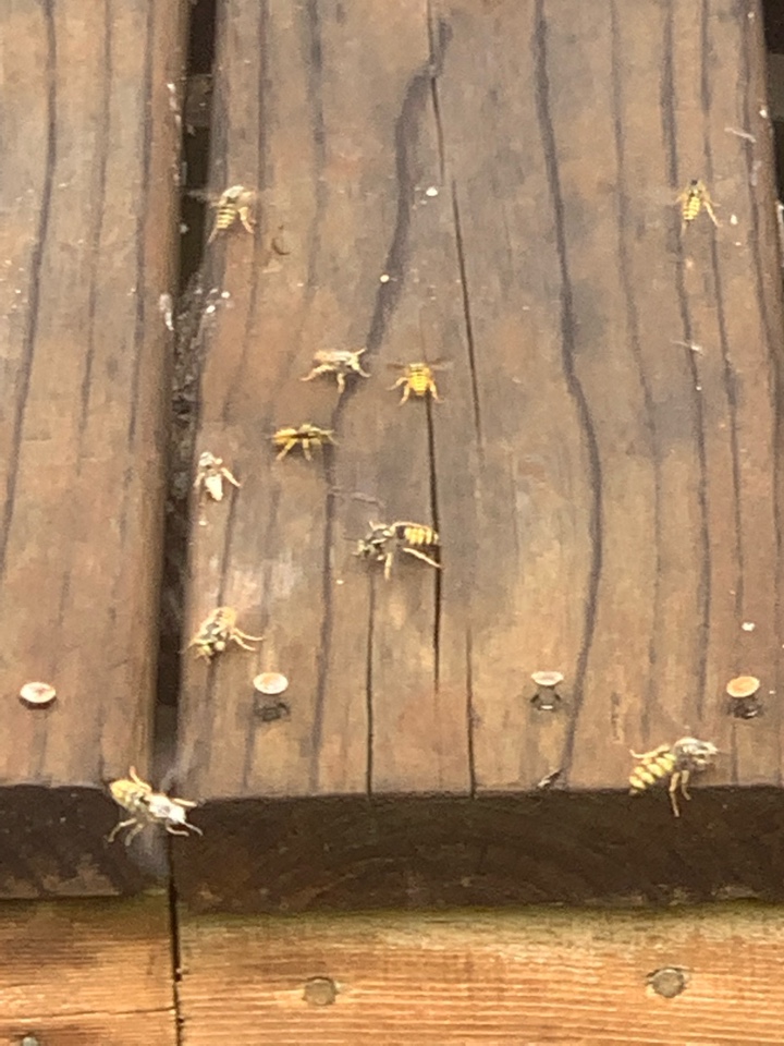 Cannon Township, MI - Just took care of another bee nest for a customer. This bees nest was underneath a deck on the back of the house. Cannon Township, MI - Just took care of another bee nest for a customer. This bees nest was underneath a deck on the back of the house.