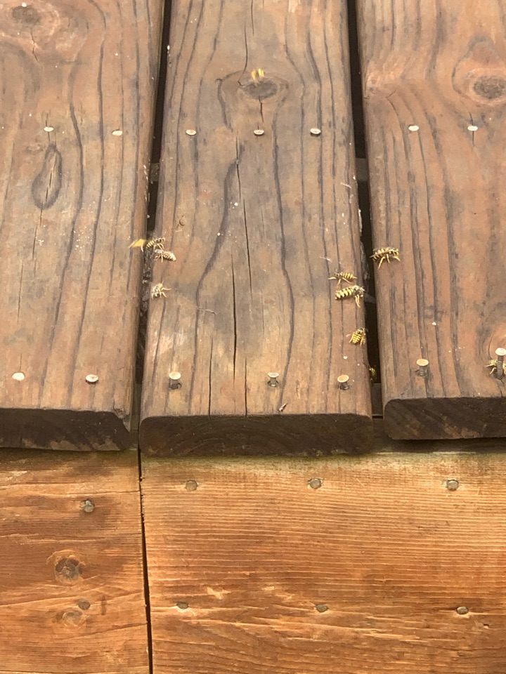 Ada, MI - Removing more bees nests today Ada, MI - Removing more bees nests today