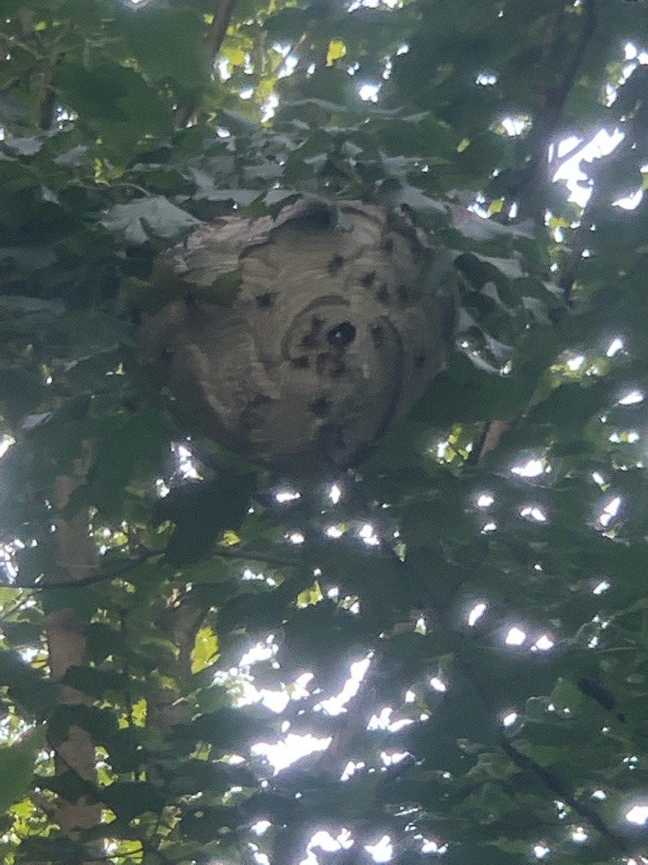 Grand Rapids, MI - Just removed a large bees nest and set up a mouse control program for a customer. Grand Rapids, MI - Just removed a large bees nest and set up a mouse control program for a customer.