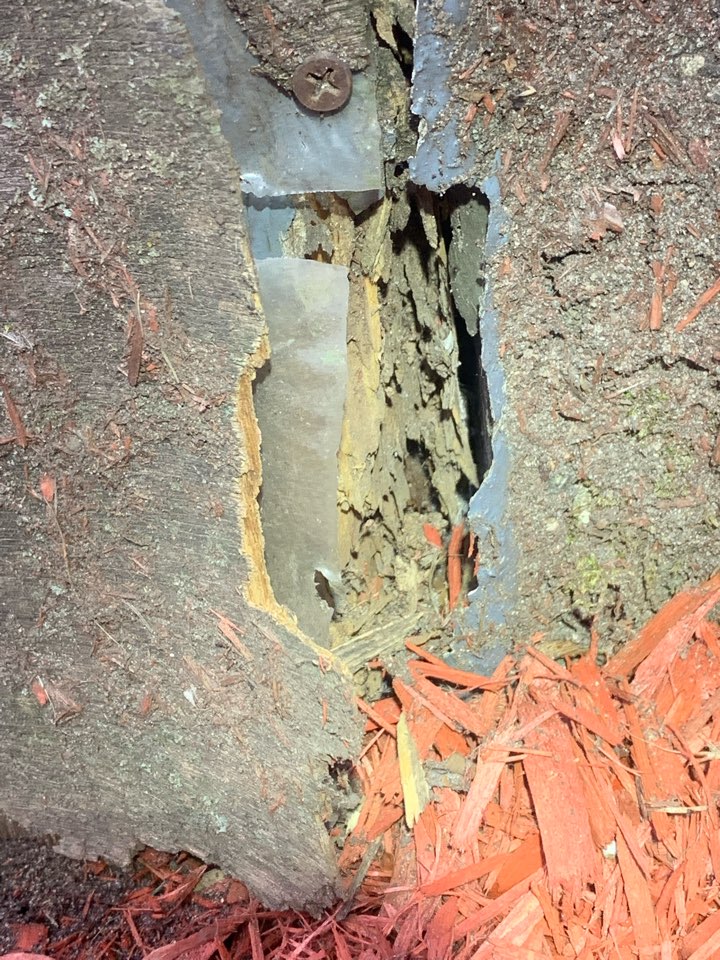 Grand Rapids, MI - Doing a termite job today for a house that has active termites. Grand Rapids, MI - Doing a termite job today for a house that has active termites.