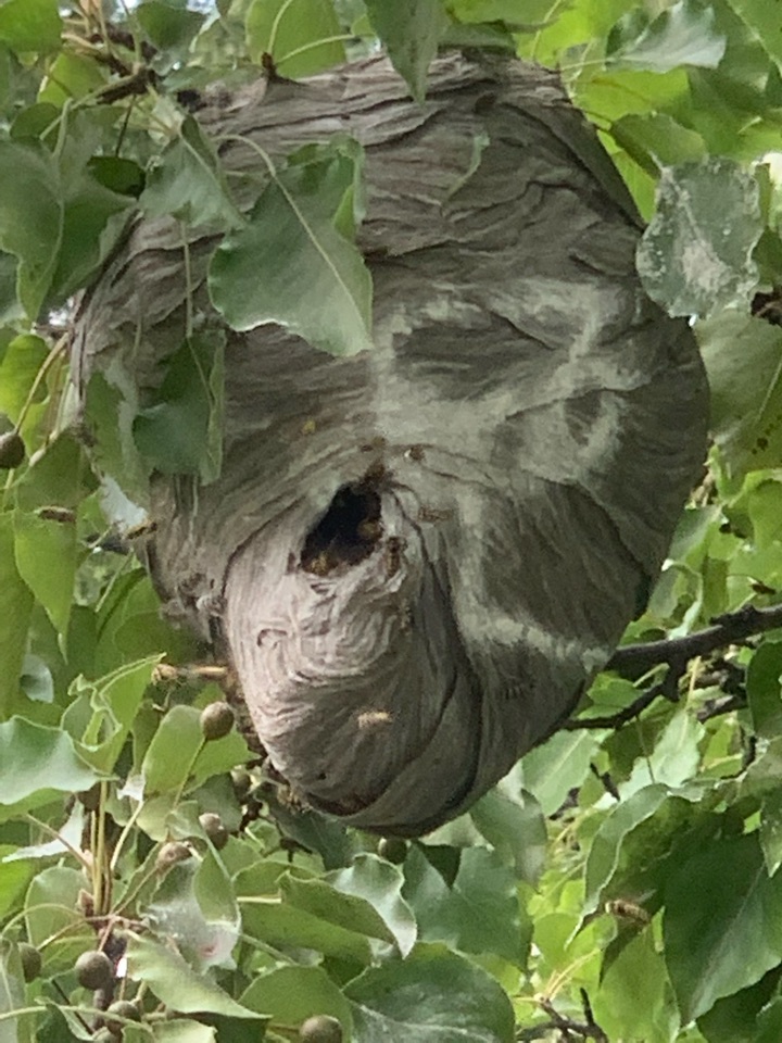 Grand Rapids, MI - Just treated a big bald faced hornets nest. Grand Rapids, MI - Just treated a big bald faced hornets nest.