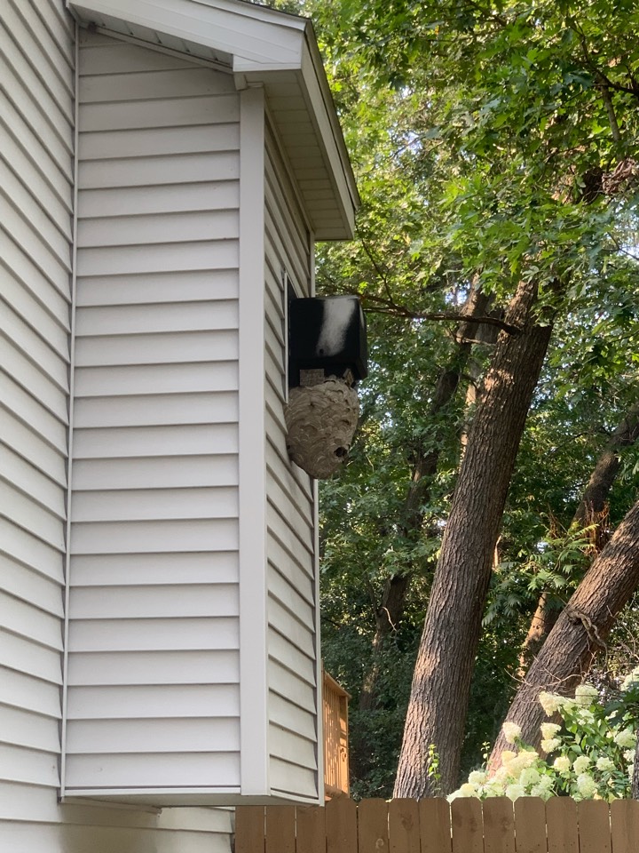 Lowell, MI - Removing a large wasp nest today on the side of a house for a customer. Lowell, MI - Removing a large wasp nest today on the side of a house for a customer.