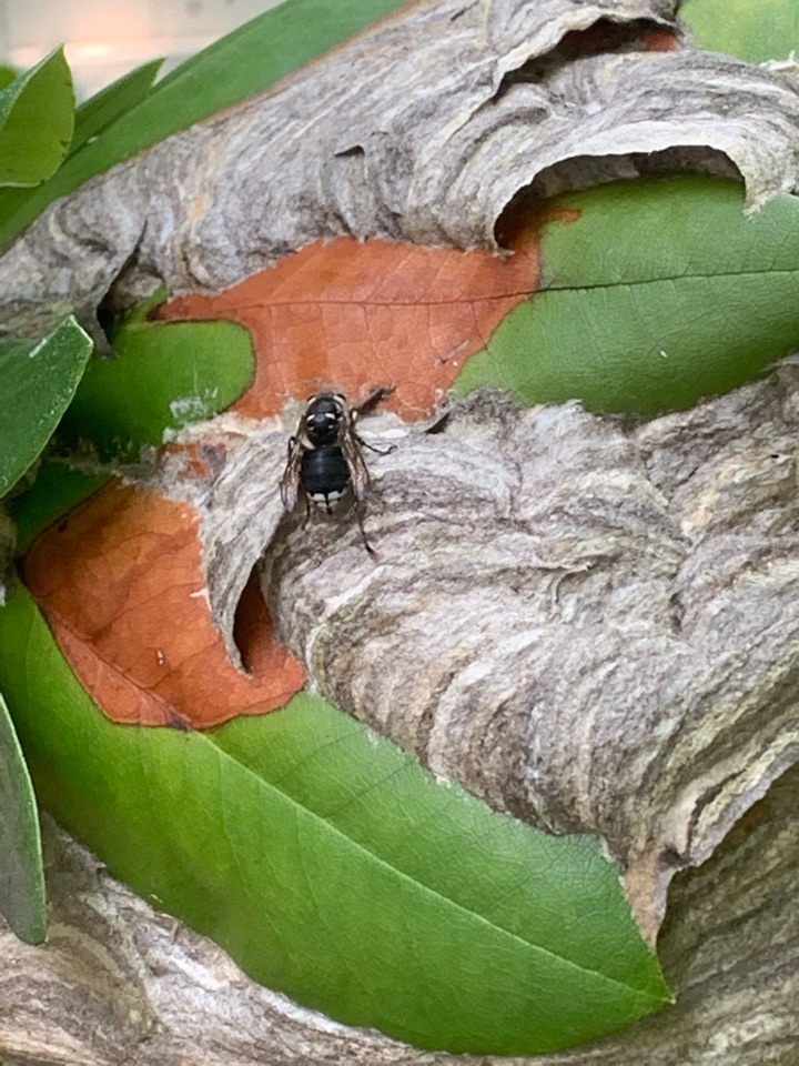 Lowell, MI - Just took care of a large bald face hornets nest for a customer. Lowell, MI - Just took care of a large bald face hornets nest for a customer.