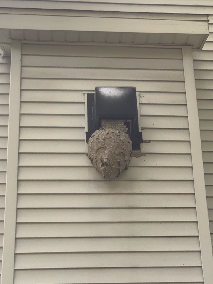 Lowell, MI - Our pest control services just removed a large bees nest that was causing problems for these homeowners. Lowell, MI - Our pest control services just removed a large bees nest that was causing problems for these homeowners.