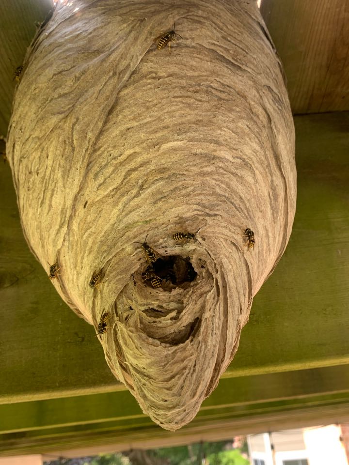 Grand Rapids, MI - This afternoon our pest control services took down a huge wasp nest! Grand Rapids, MI - This afternoon our pest control services took down a huge wasp nest!
