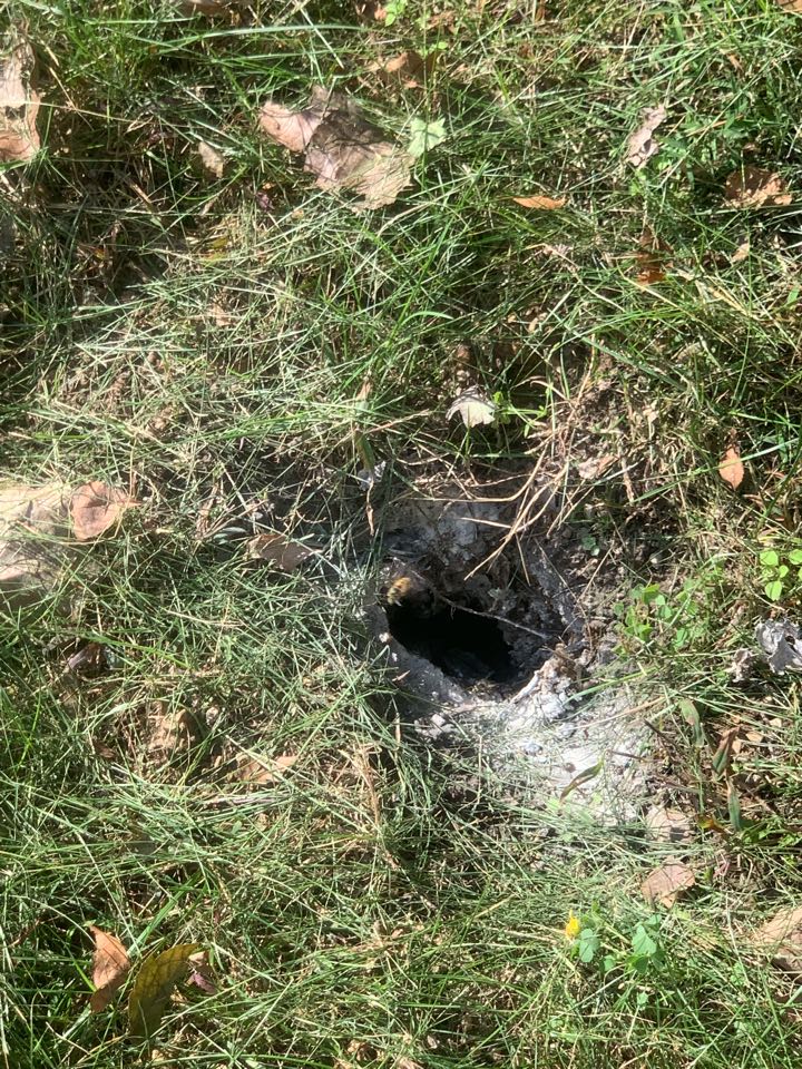 Rockford, MI - Just took care of a large underground bees nest for a customer. Rockford, MI - Just took care of a large underground bees nest for a customer.