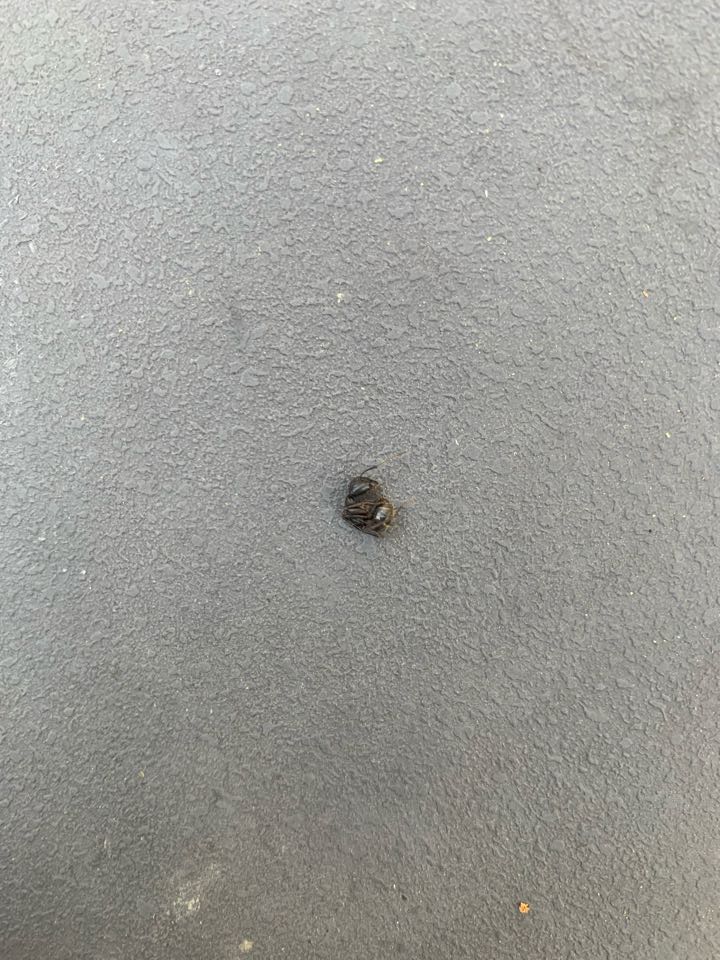 Grand Rapids, MI - Just treated a house for carpenter ants that were swarming at a house. The carpenter ants were inside and outside the home and were causing damage to the house. Grand Rapids, MI - Just treated a house for carpenter ants that were swarming at a house. The carpenter ants were inside and outside the home and were causing damage to the house.