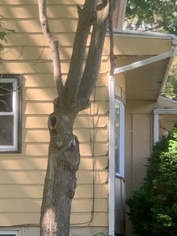 Grand Rapids, MI - Just treated a house for carpenter ants in Grand Rapids. This house had multiple areas on the exterior that had previous water damage. The carpenter ants were showing up inside the house and nesting in the water damaged siding. Grand Rapids, MI - Just treated a house for carpenter ants in Grand Rapids. This house had multiple areas on the exterior that had previous water damage. The carpenter ants were showing up inside the house and nesting in the water damaged siding.