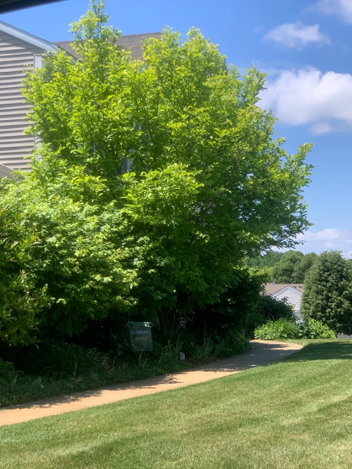 Rockford, MI - Spraying for wasps around the entire exterior perimeter of this house. Rockford, MI - Spraying for wasps around the entire exterior perimeter of this house.