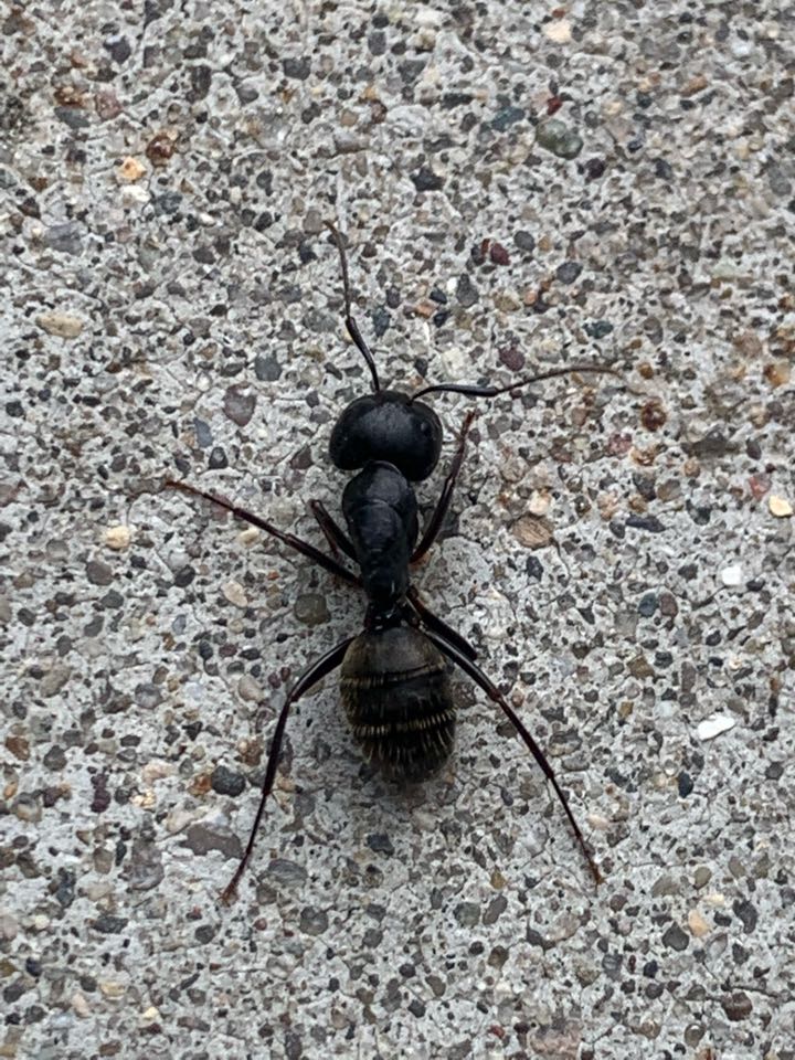 Grand Rapids, MI - Taking care of more carpenter ant problems this evening along with spiders. Grand Rapids, MI - Taking care of more carpenter ant problems this evening along with spiders.