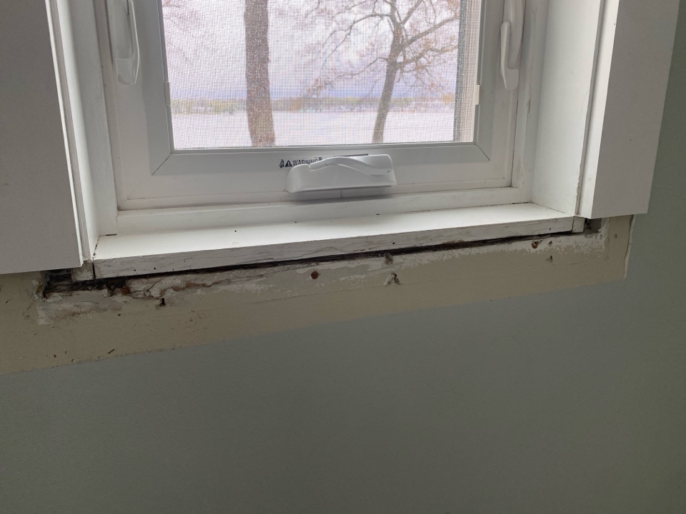 Montague, MI - Just removed a nest of carpenter ants from under a window sill