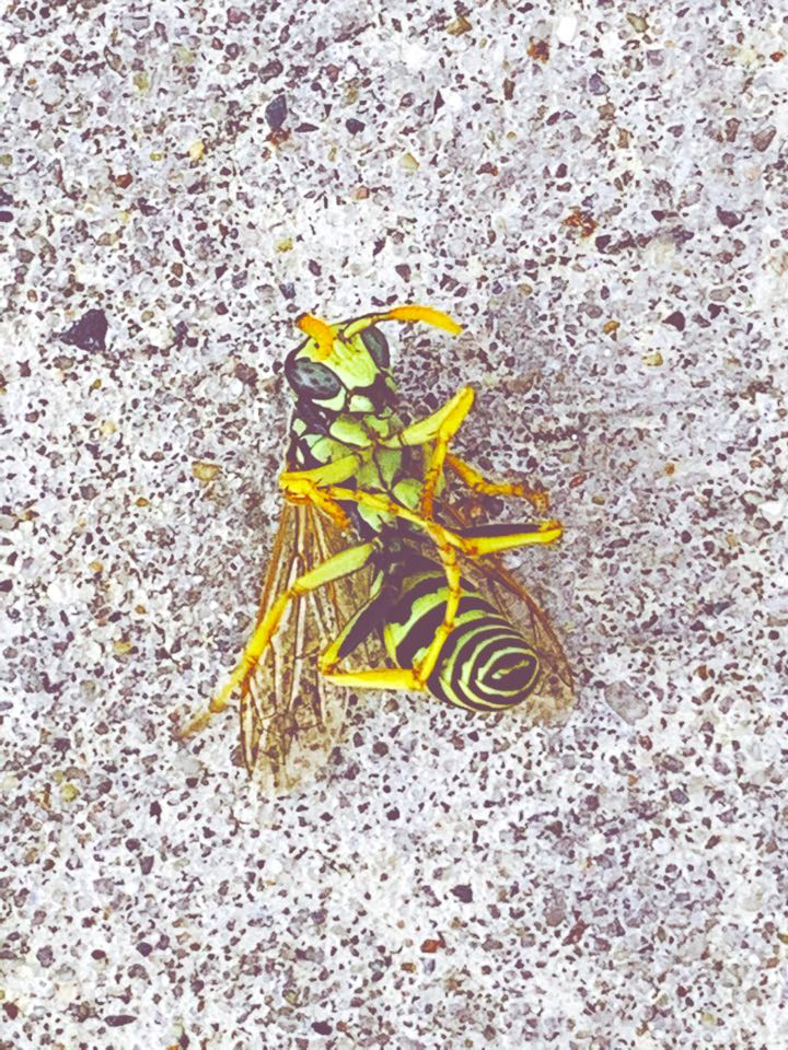 Just took care of a yellow jacket nest at a home here in Fremont, Michigan. 