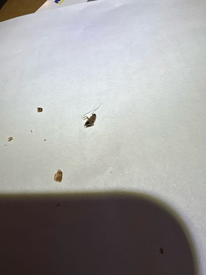 Found German cockroaches on a job today. I’m glad I was able to identify the real problem before it inevitably turned into a much worse situation for the occupants.