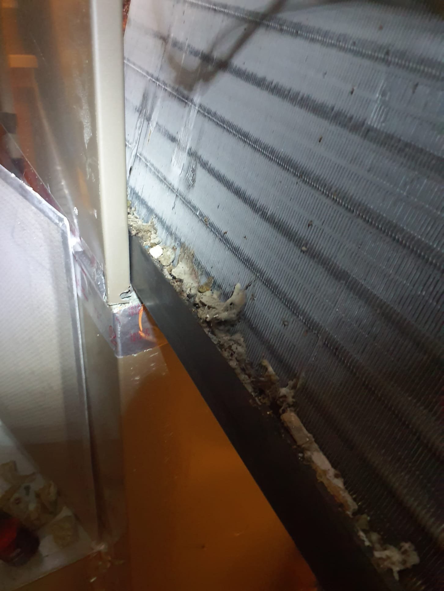 Pulled and cleaned evaporator coil with vacuum and evaporator coil cleaner
Lots of debris and growth on it