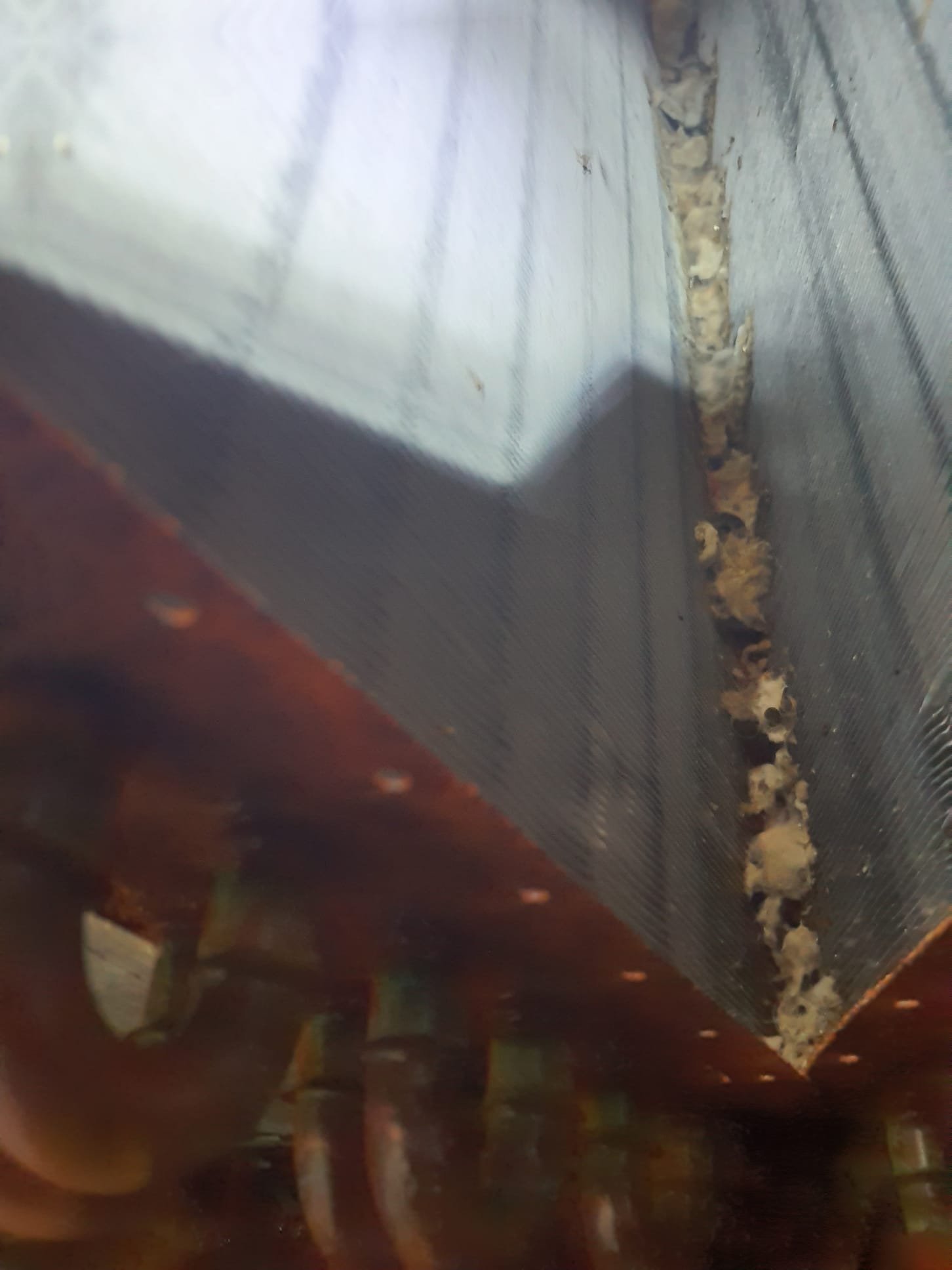 Pulled and cleaned evaporator coil with vacuum and evaporator coil cleaner
Lots of debris and growth on it