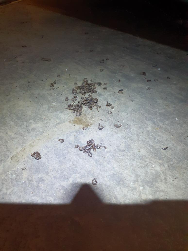 Collection of dead insects caught in an active spider web. Nothing abnormal in the humidifier. At Mr. Donnell's request, changed 20x25x4 filter and #35 water panel
Switched humidifier wiring (already wired to the visionpro stat) to go trough the HUM dry contacts on the board to be sure humidifier only operates during a heat call plus humidity call from the stat 